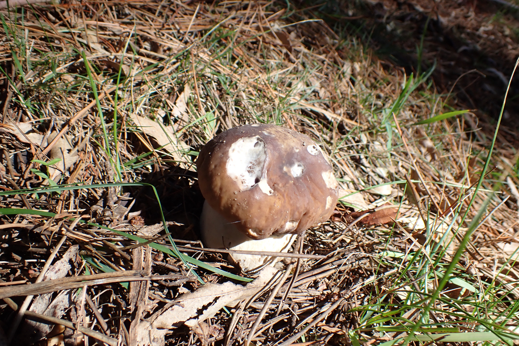 Boletus edulis · May 2025 · photo: © berardom (iNaturalist, cc-by)