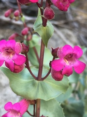 Penstemon clevelandii connatus