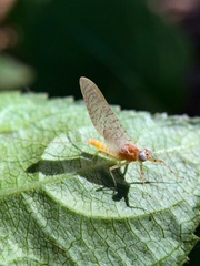 Maccaffertium terminatum
