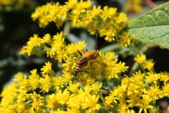 Chauliognathus pensylvanicus