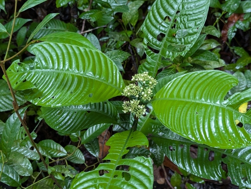 Psychotria limonensis, 2025-05-15