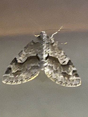 Mottled Gray Carpet photo 6