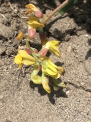 Astragalus douglasii parishii