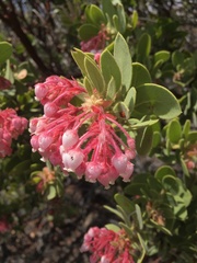 Arctostaphylos pringlei