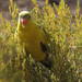 Eastern Regent Parrot - Photo (c) Ellura Sanctuary, some rights reserved (CC BY-NC)
