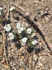 Cryptantha micrantha