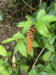 Citharexylum caudatum