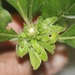 Oak Rosette Gall Wasp - Photo (c) Ann McKenzie, some rights reserved (CC BY-NC), uploaded by Ann McKenzie