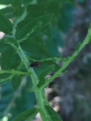 Ochrimnus lineoloides