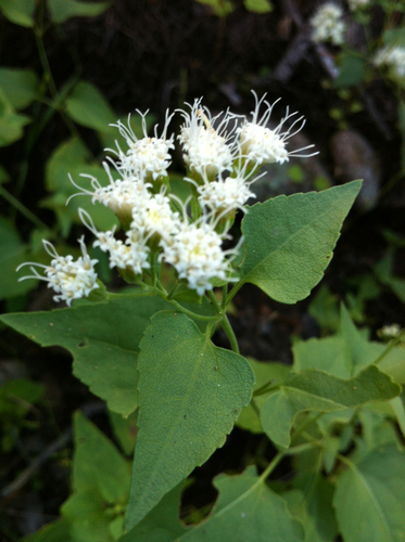 Ageratina herbacea (A.Gray) R.M.King & H.Rob.