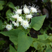 Desert Ageratina - Photo (c) faerthen, some rights reserved (CC BY-NC), uploaded by faerthen