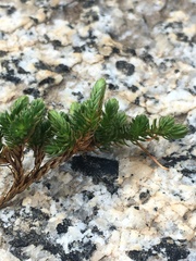 Selaginella watsonii