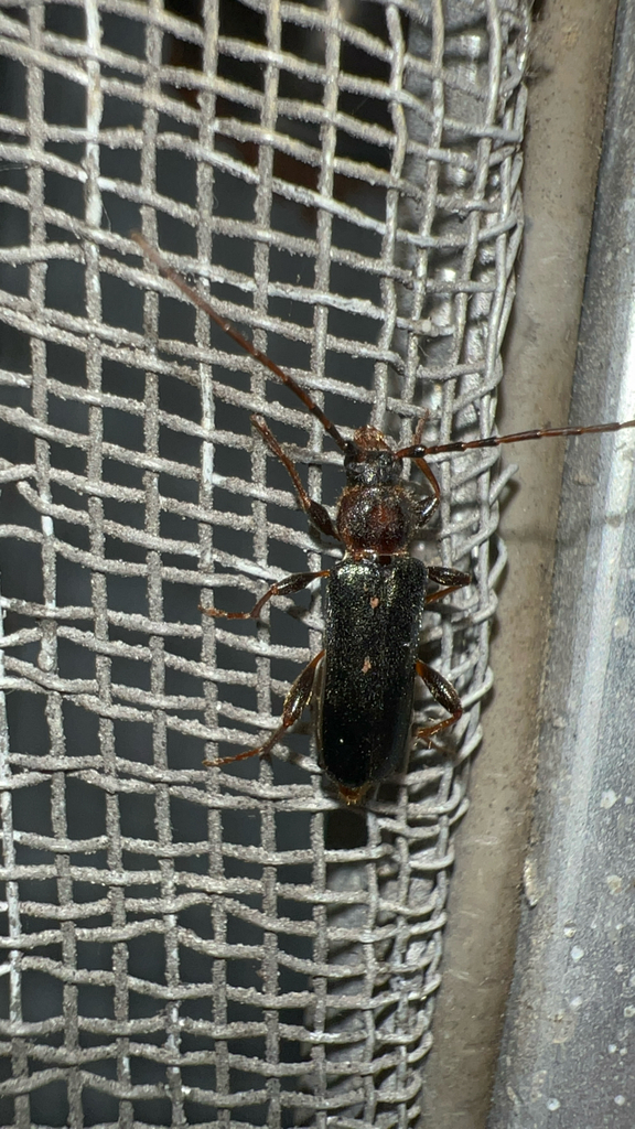 Tanbark Borer