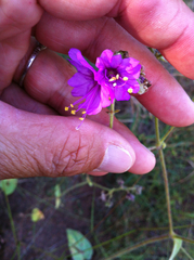 Mirabilis melanotricha