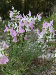 Dicerandra odoratissima