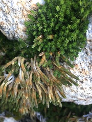Selaginella watsonii