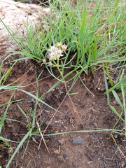 Asclepias brevipes