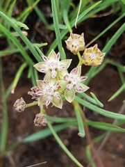Asclepias brevipes