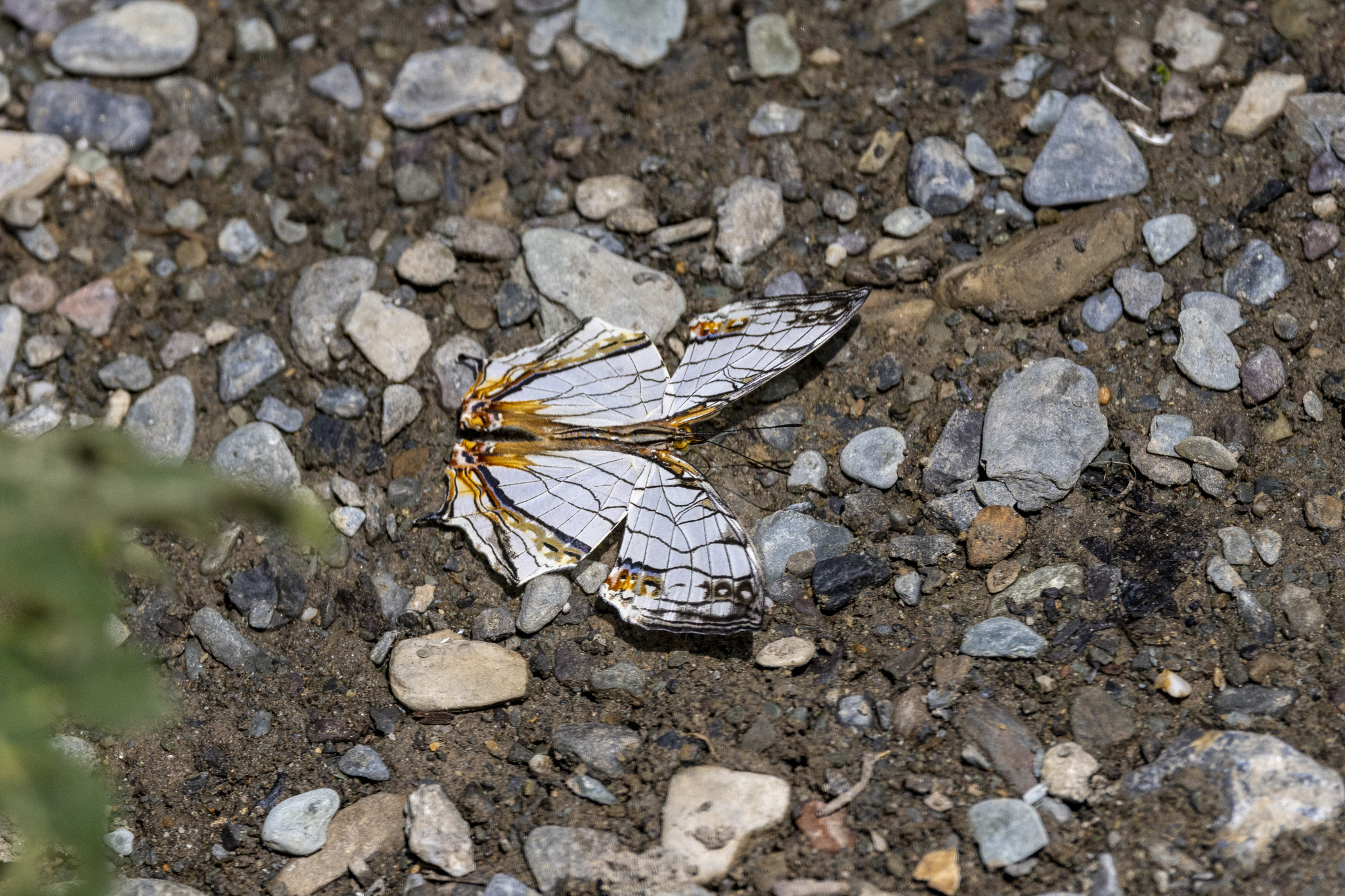 Map Butterfly