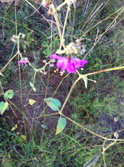 Mirabilis melanotricha