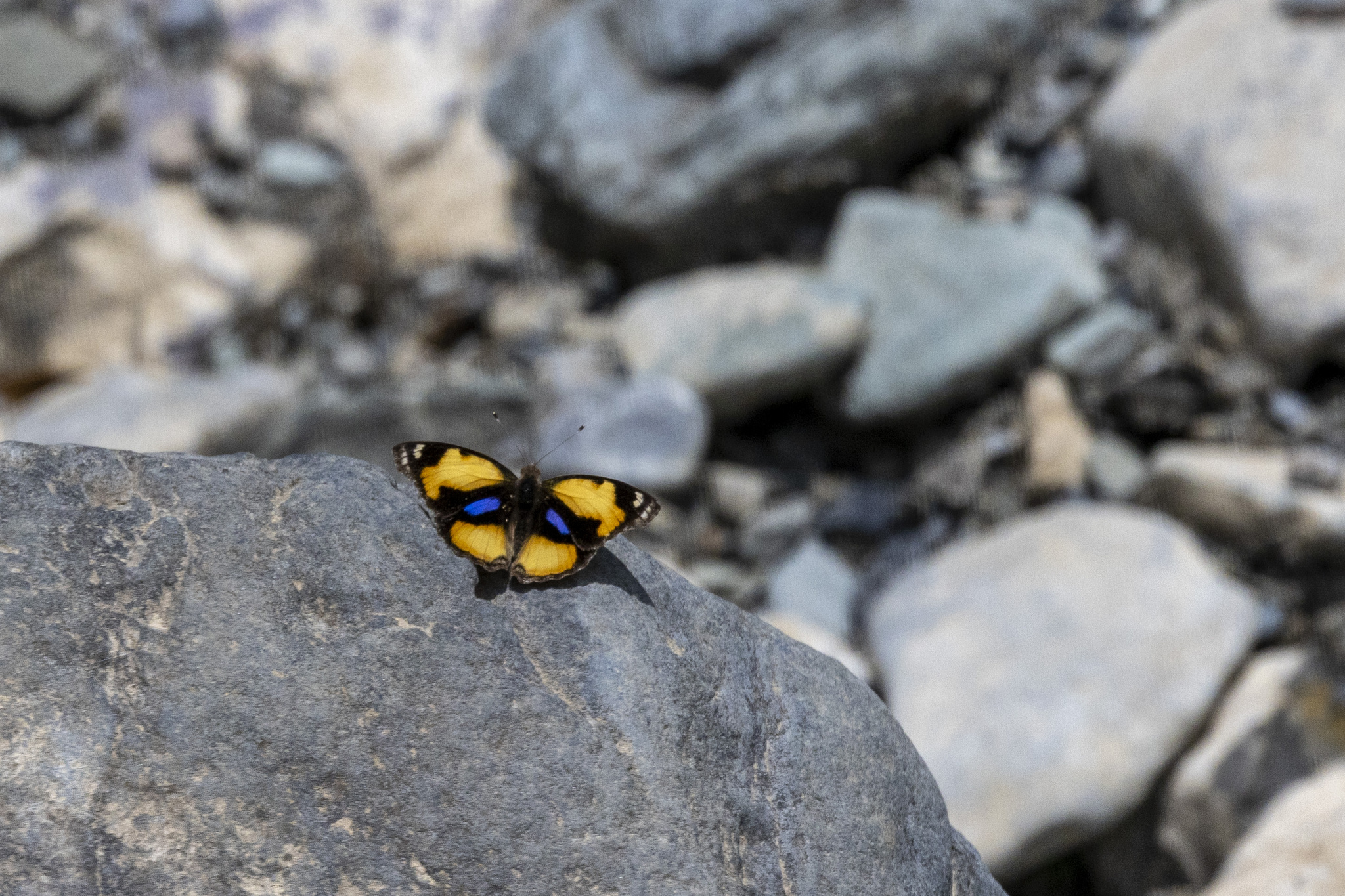 Yellow Pansy