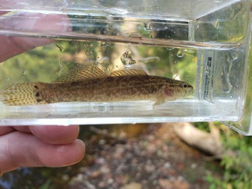 Spottail darter (Etheostoma squamiceps) — Percidae — 5
