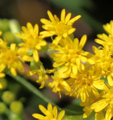 Solidago