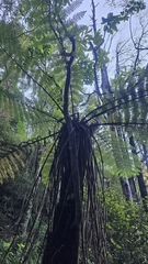Edgerley's Raukaua (Raukaua edgerleyi)