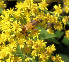 Solidago