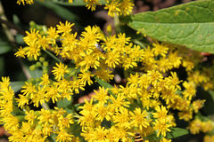 Solidago