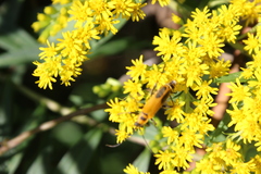 Solidago