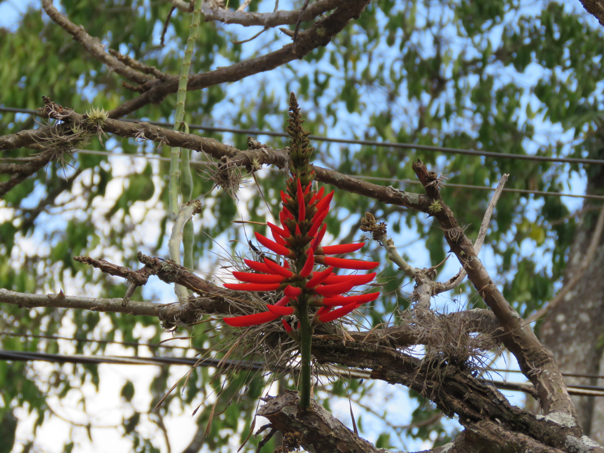 Erythrina speciosa