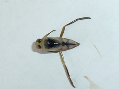 Notonecta undulata