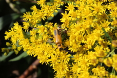 Solidago