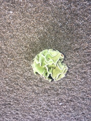 Lithophyllum carpophylli