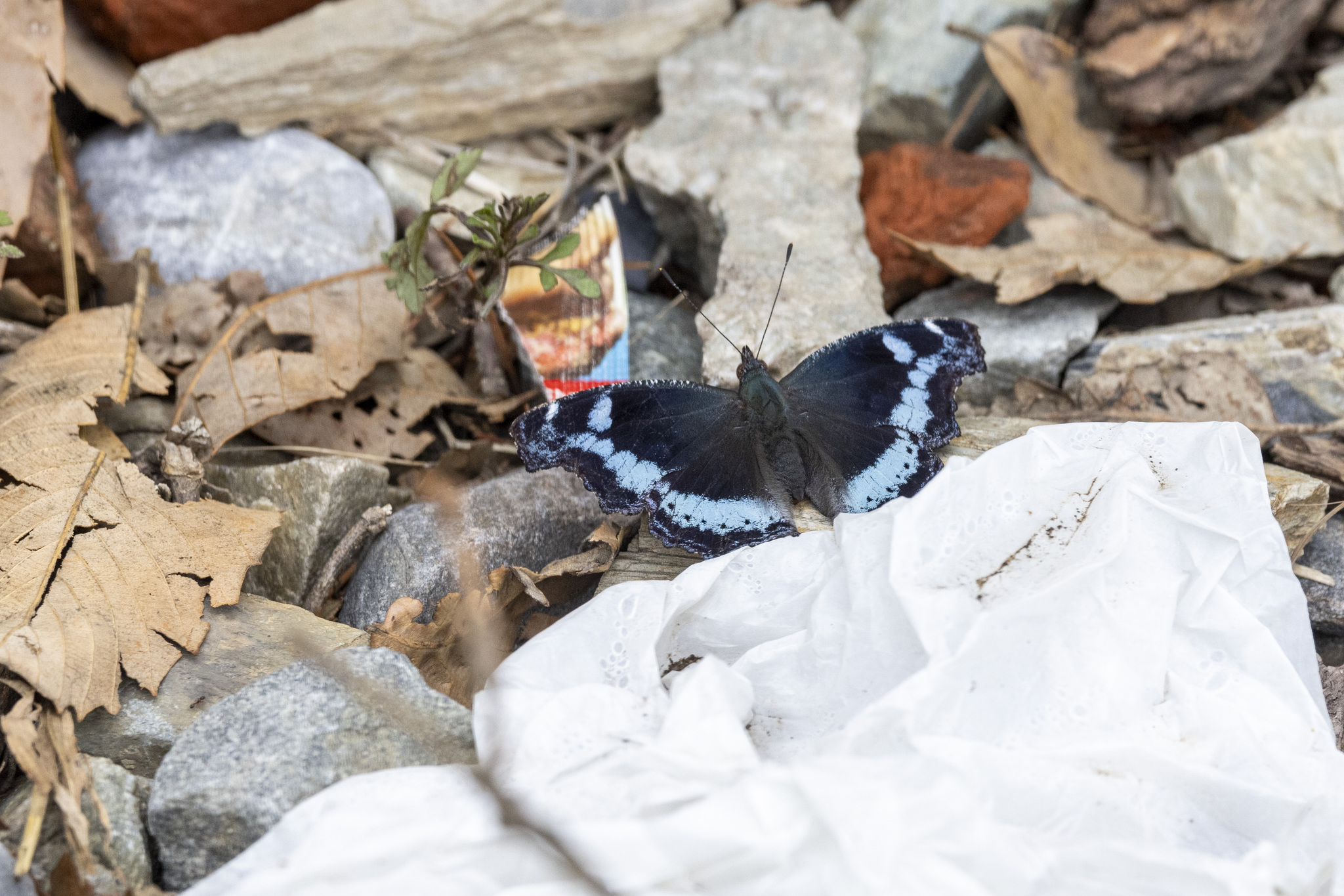 Blue Admiral