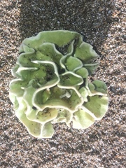 Lithophyllum carpophylli