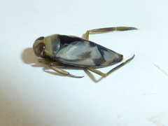 Notonecta undulata