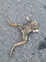 Lithobates forreri