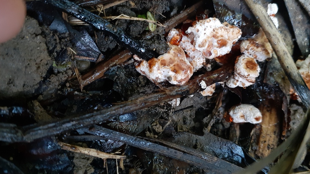 Abortiporus biennis · May 2025 · photo: © aardvark04 (iNaturalist, cc0)