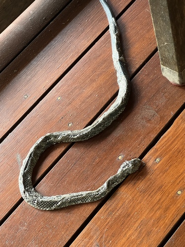 Coastal Carpet Python sighting