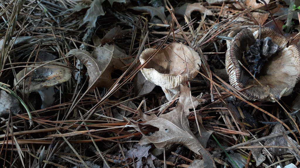 Russula amoenolens · May 2025 · photo: © aardvark04 (iNaturalist, cc0)