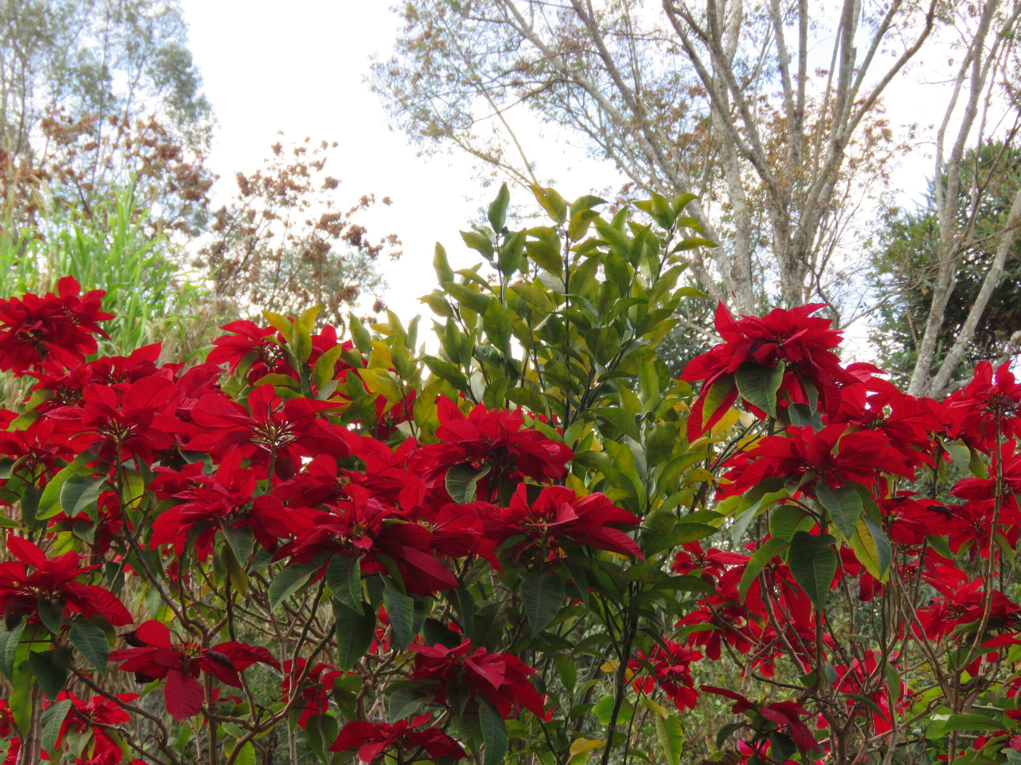 Euphorbia pulcherrima