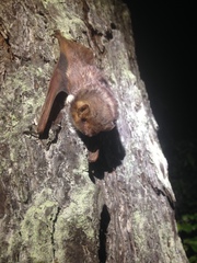 Lasiurus seminolus
