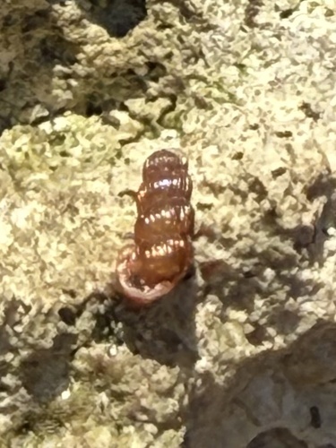 Truncatella bairdiana observed 2025-05-15