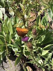 Speyeria nokomis
