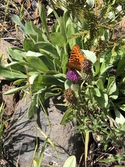 Speyeria nokomis