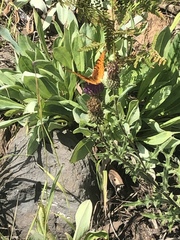 Speyeria nokomis