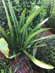 Yucca rupicola