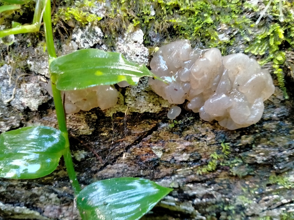 Tremellochaete novozealandica · May 2025 · photo: © kiryn1 (iNaturalist, cc-by)